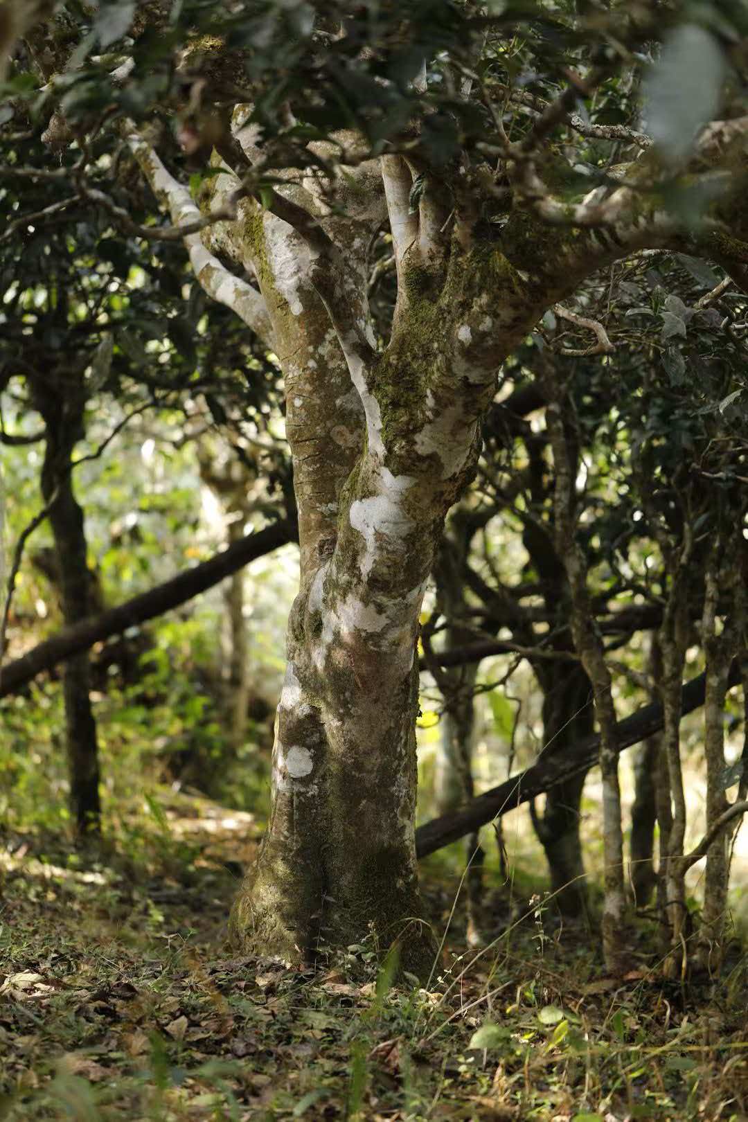 典藏线·冰岛古树单株